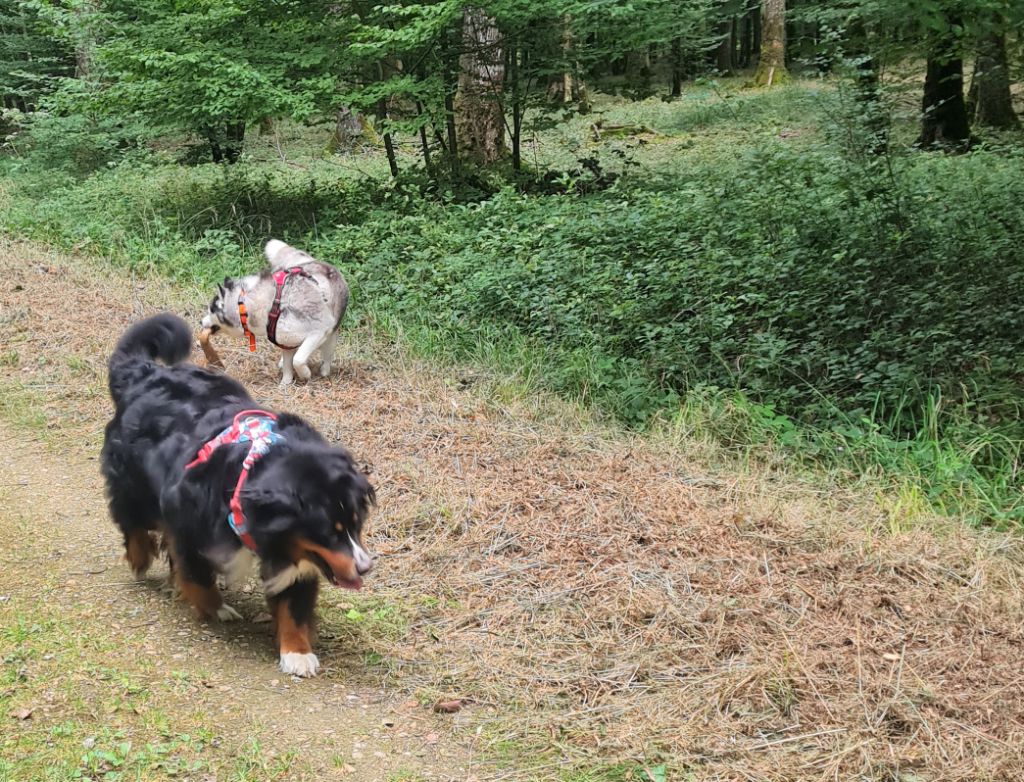 Des Routes De Saint Jacques - NOUVELLES DE SILOE