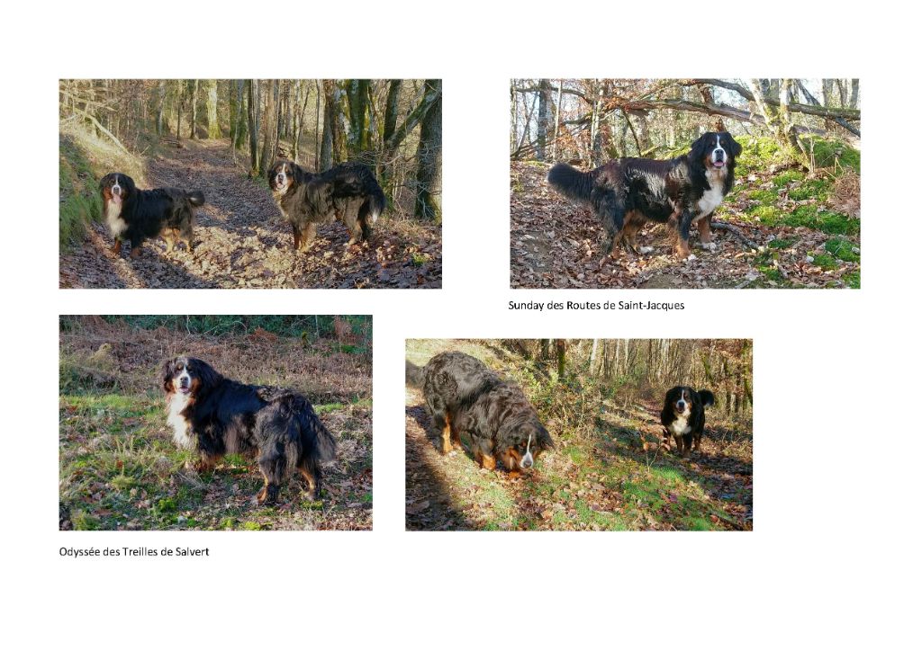 Des Routes De Saint Jacques - 11/01/2024 Balade hivernale