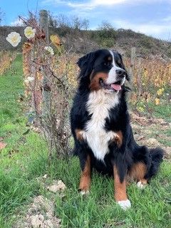 Des Routes De Saint Jacques - ELVIE - 21 février, les bébés de Odyssée fêtent leurs 2 ans.
