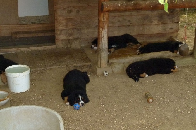 Des Routes De Saint Jacques - NOUVELLES PHOTOS DES CHIOTS
