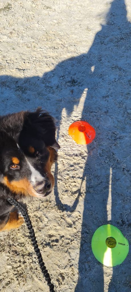 Des Routes De Saint Jacques - NOUVELLES DE SILOE et pourquoi pas devenir chien de cavage ?