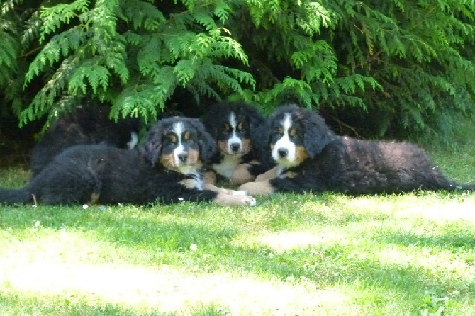 Des Routes De Saint Jacques - NOUVELLES PHOTOS DES CHIOTS