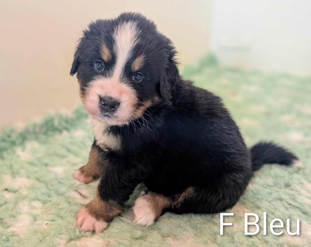 Des Routes De Saint Jacques - Chiots disponibles - Bouvier Bernois