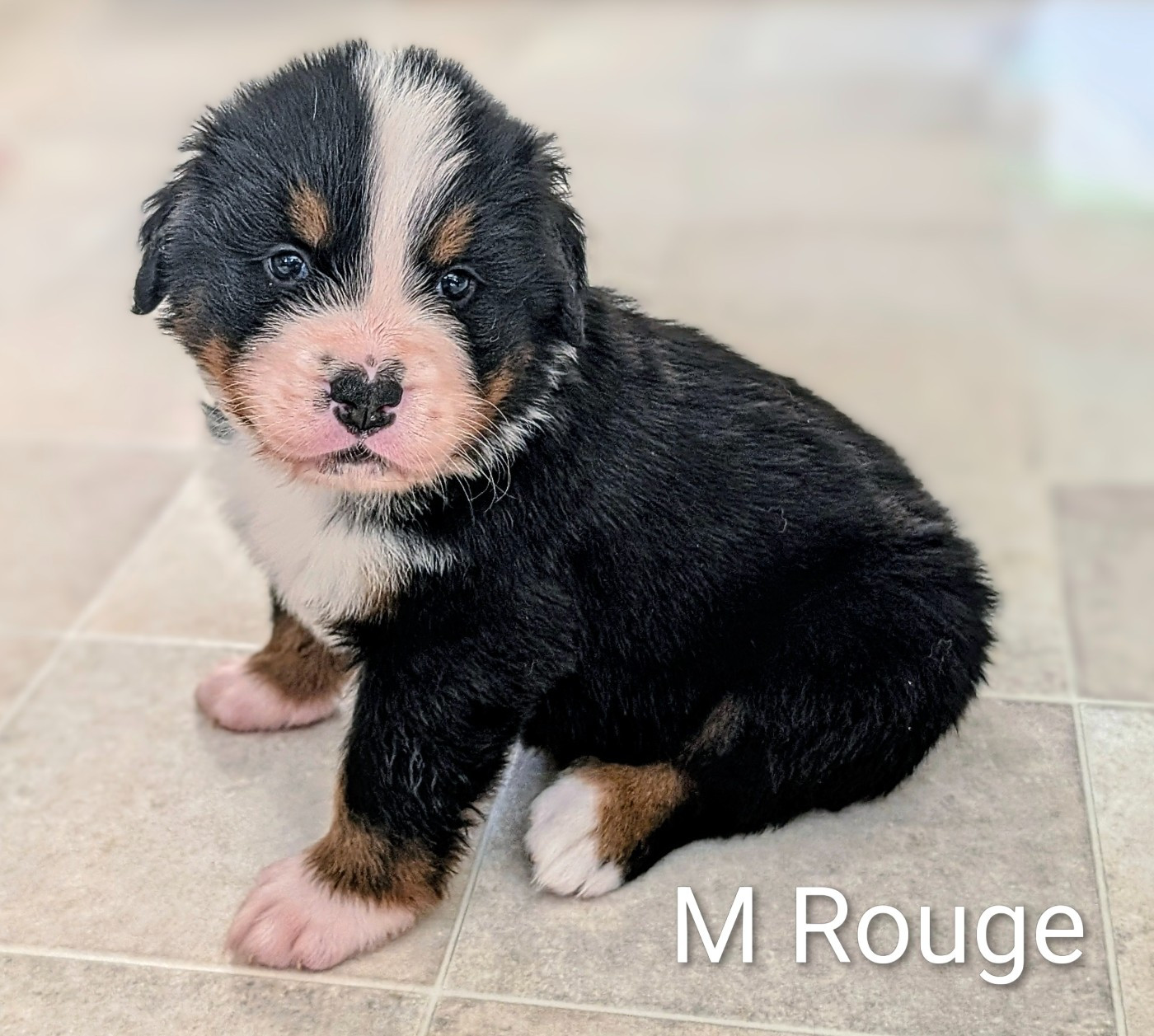 Des Routes De Saint Jacques - Chiots disponibles - Bouvier Bernois